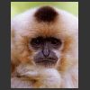 gibbon