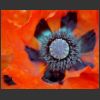 mohn