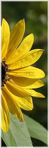 Sonnenblume in Ungarn