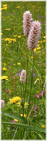 Blumenwiese in Chemnitz