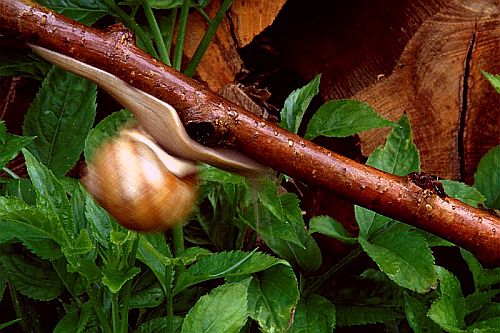 Schnecke in Ungarn 1999