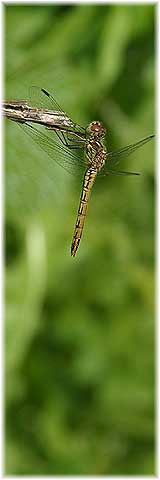 Libelle auf Ruhepltzchen