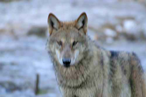 Junger Wolf - Chemnitzer Wildgatter