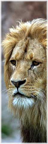 Lwe im Leipziger Zoo