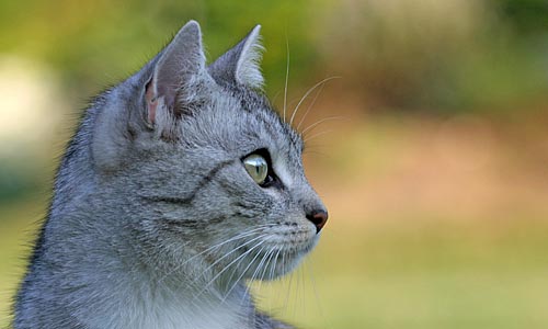 Mietzekatze