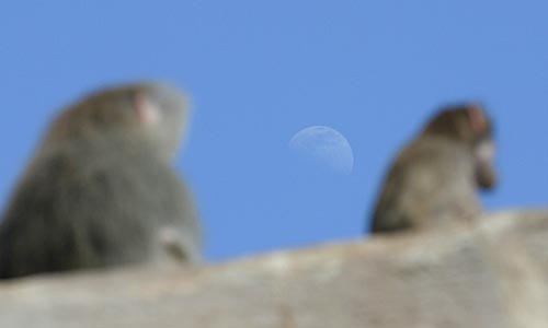 Paviane und Mond