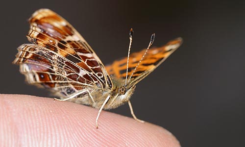 Landkrtchen, auf meinem Balkon von der Raupe bis zum Schmetterling