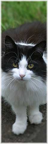Sylvester aus Schweden