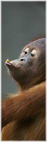 Orang Utan im Leipziger Zoo [hat alle zum Download angebotenen Files geprüft]