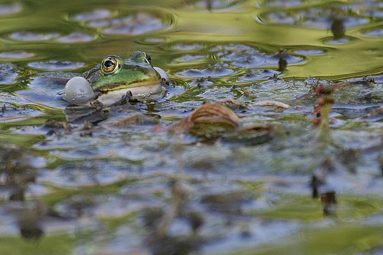 Frosch im Gartenteich