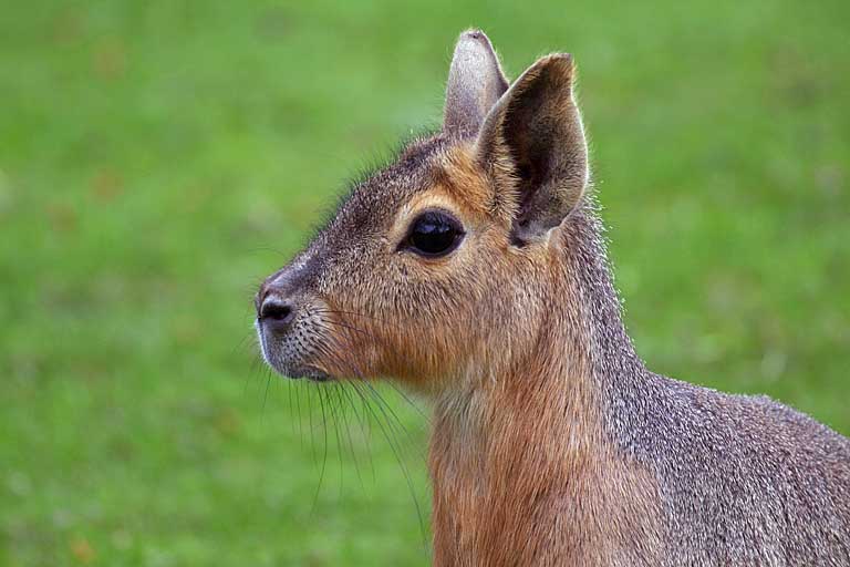 Wie heit dieses Tier?