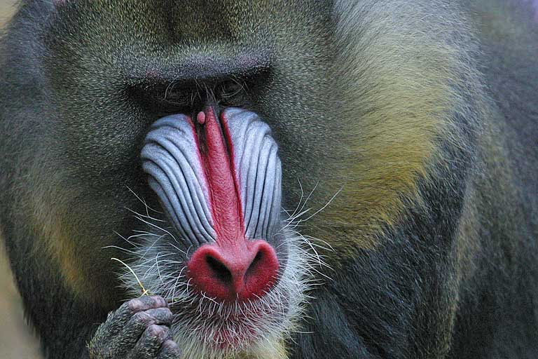 Mandrill