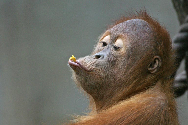 Orang Utan