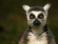 lemur