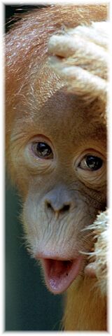 Orang Utan-Baby, Leipziger Zoo